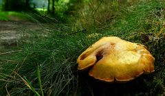 The Fungi World (239) : Larch Bolete