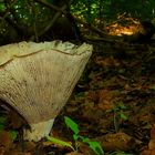 The Fungi world (24) : Giant Funnel