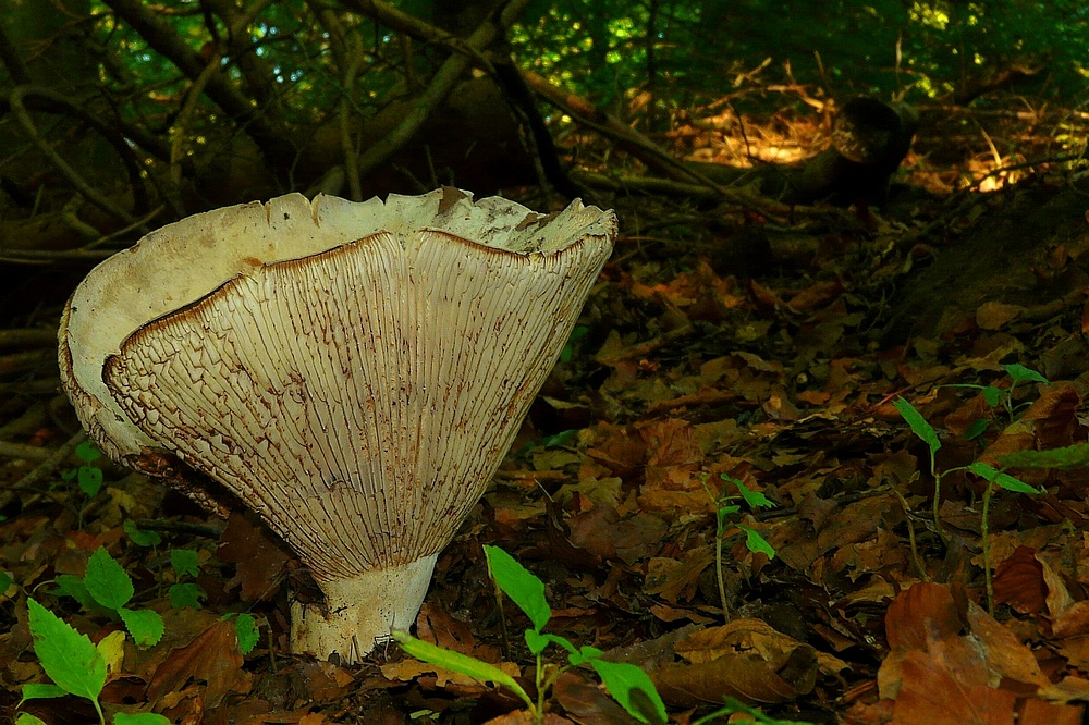 The Fungi world (24) : Giant Funnel