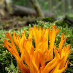 The Fungi World (240) : Yellow Stagshorn