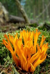 The Fungi World (240) : Yellow Stagshorn