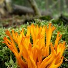 The Fungi World (240) : Yellow Stagshorn