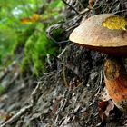 The Fungi World (241) : Scarletina Bolete