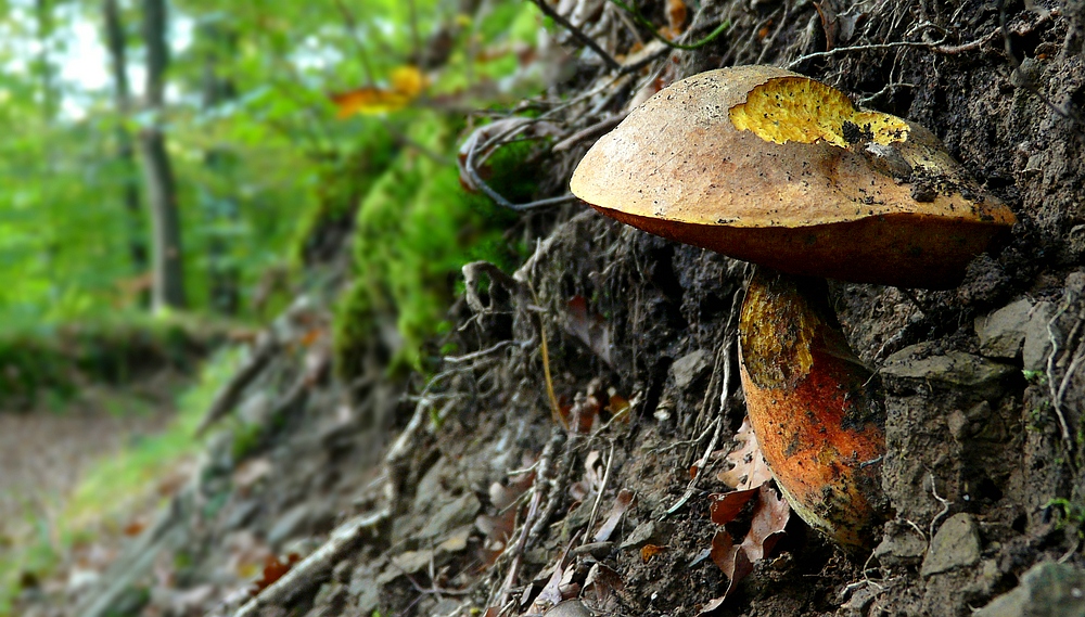 The Fungi World (241) : Scarletina Bolete