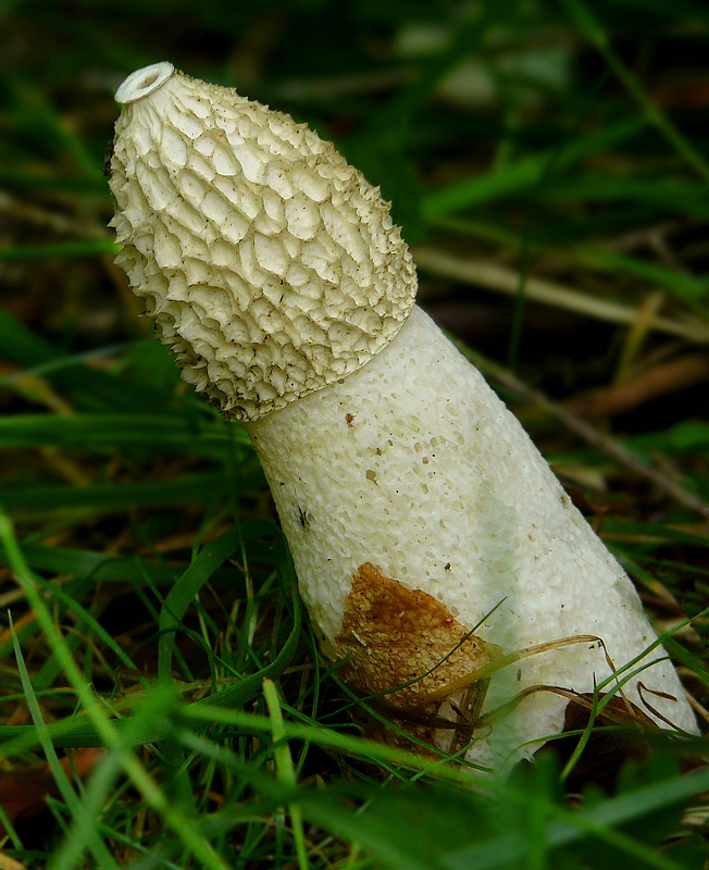 The Fungi World (242) : Stinkhorn