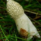 The Fungi World (242) : Stinkhorn