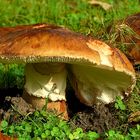 The Fungi World (243) : Tricholoma fracticum