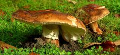 The Fungi World (243) : Tricholoma fracticum