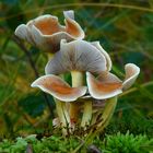 The Fungi World (244) : Mild Milkcap