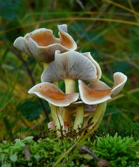 The Fungi World (244) : Mild Milkcap