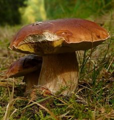 The Fungi World (245) : Pine Bolete