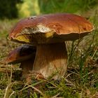 The Fungi World (245) : Pine Bolete