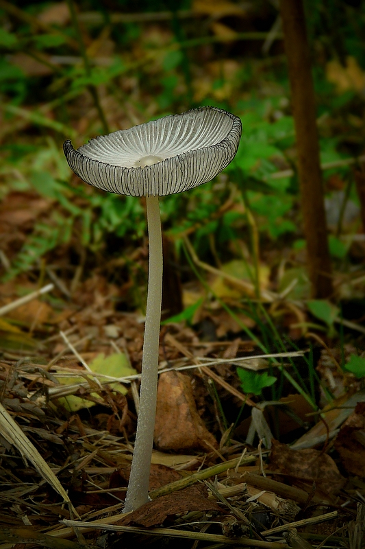 The Fungi World (246) : Pleated Inkcap