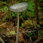 The Fungi World (246) : Pleated Inkcap