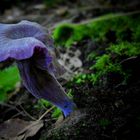 The Fungi World (247) : Amethyst Deceiver