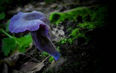 The Fungi World (247) : Amethyst Deceiver