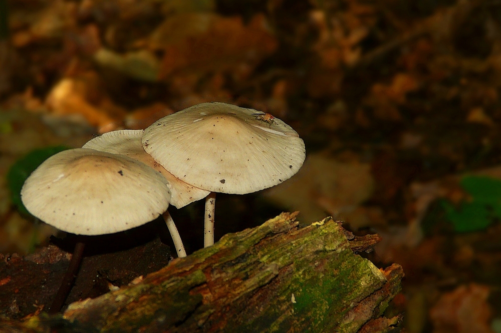 The Fungi world (25) : Common bonnet