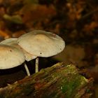 The Fungi world (25) : Common bonnet