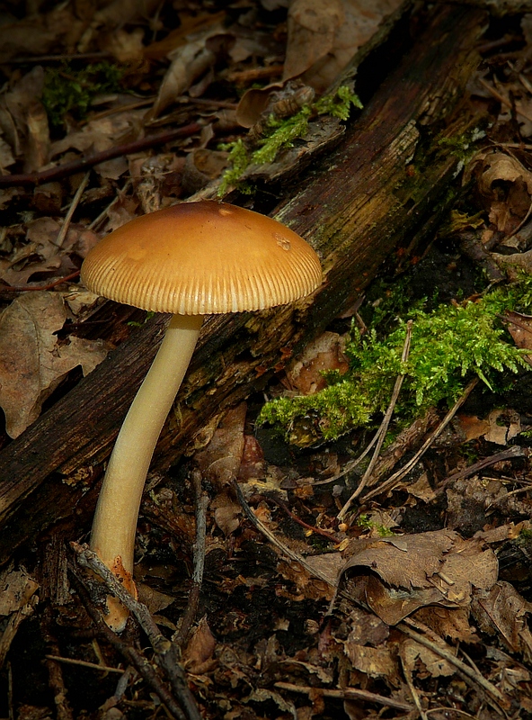 The Fungi World (250) : Tawny Grisette