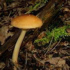 The Fungi World (250) : Tawny Grisette