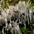 The Fungi World (251) : Candlesnuff fungi