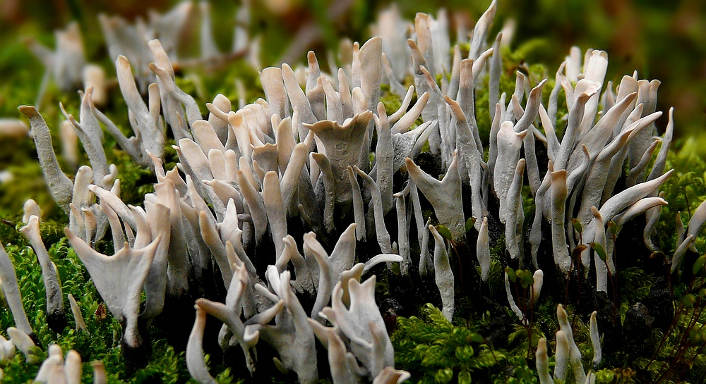 The Fungi World (251) : Candlesnuff fungi