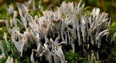 The Fungi World (251) : Candlesnuff fungi