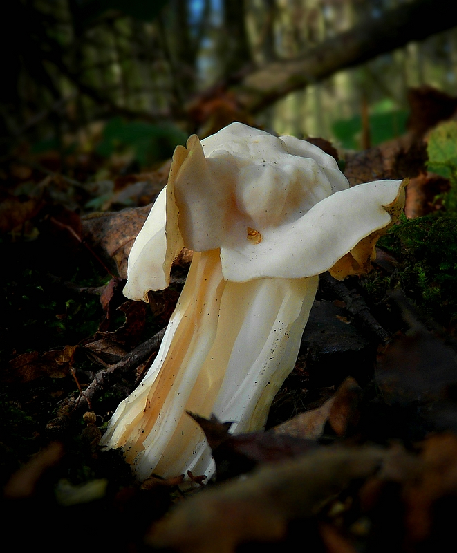 The Fungi World (252) : White Saddle