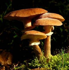 The Fungi World (253) : Honey Fungus