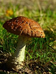 The Fungi World (254) : Cortinarius vibratilis