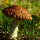 The Fungi World (254) : Cortinarius vibratilis