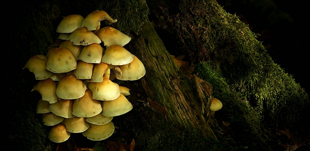 The Fungi World (255) : Sulphur Tuft