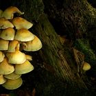 The Fungi World (255) : Sulphur Tuft