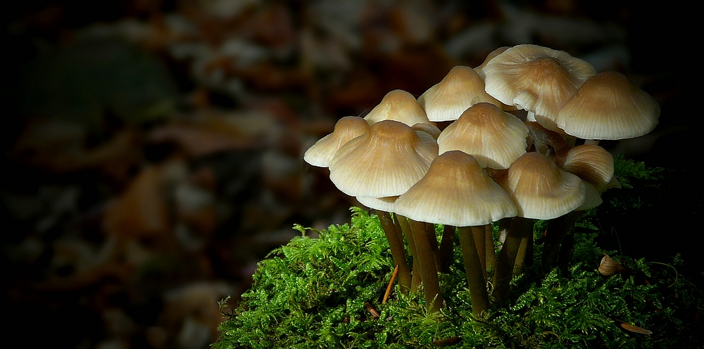 The Fungi World (256) : Redleg Toughshank