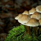 The Fungi World (256) : Redleg Toughshank