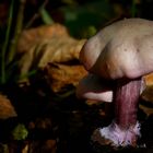 The Fungi World (257) : Lepista sordida var. lilacea