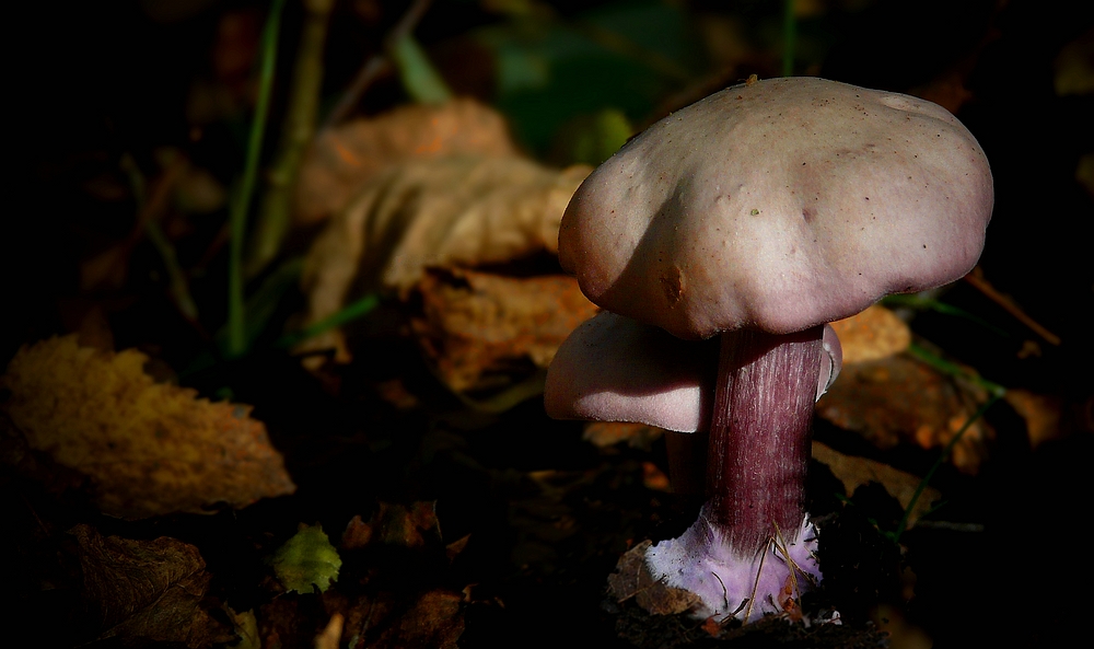 The Fungi World (257) : Lepista sordida var. lilacea