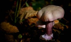 The Fungi World (257) : Lepista sordida var. lilacea