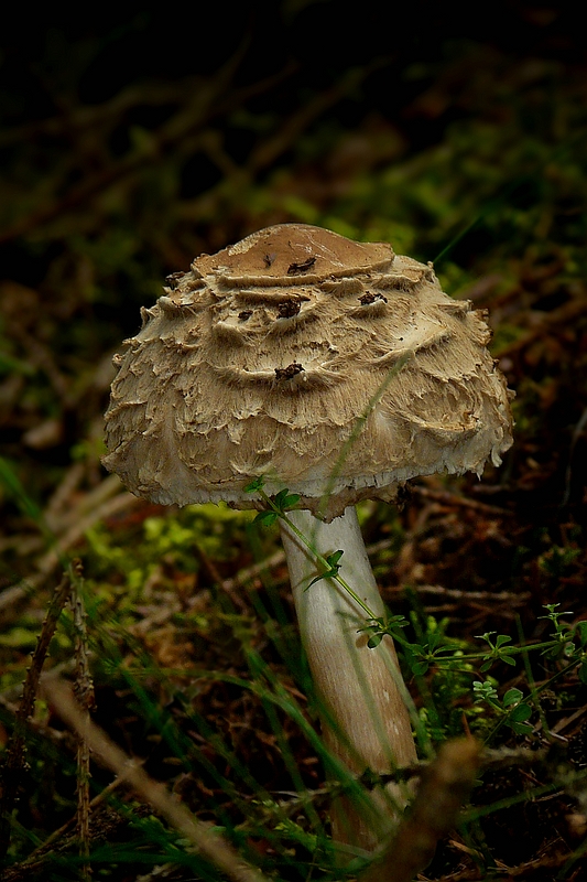 The Fungi World (258) : Shaggy Parasol