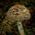 The Fungi World (258) : Shaggy Parasol