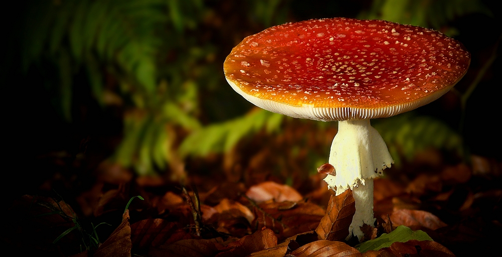 The Fungi World (259) : Fly Agaric