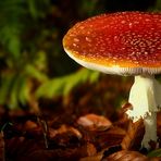 The Fungi World (259) : Fly Agaric