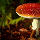 The Fungi World (259) : Fly Agaric