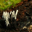 The Fungi world (26) : Candlesnuff fungus