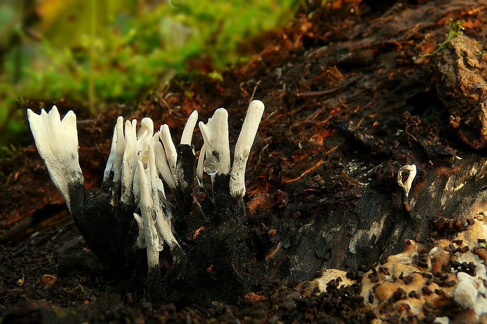 The Fungi world (26) : Candlesnuff fungus