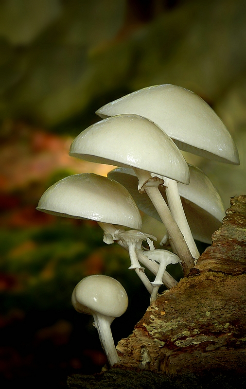 The Fungi World (260) : Porcelain fungus