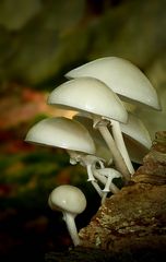 The Fungi World (260) : Porcelain fungus