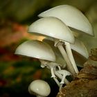 The Fungi World (260) : Porcelain fungus