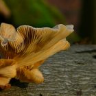 The Fungi World (261) : Branching Oyster