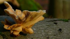 The Fungi World (261) : Branching Oyster